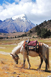Horse Riding in Genie Mountain Area