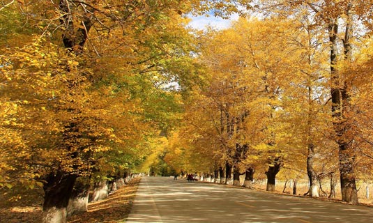Maple Forest of Xinduqiao in Autumn
