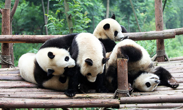 The active and dynamic giant pandas