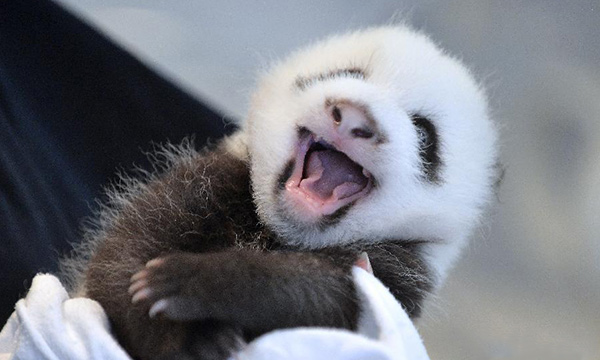 You can see baby panda in Chengdu Panda base