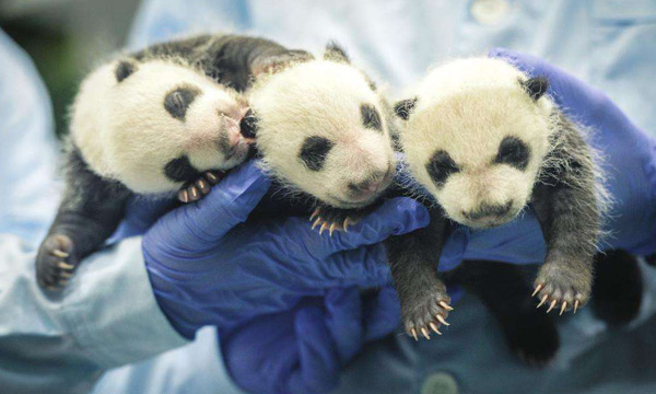 Baby panda in Baby Panda Zone