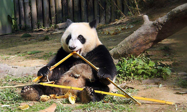 Bamboos are pandas' favorite food