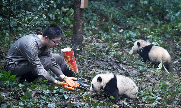 You can choose to be a volunteer to work for pandas.