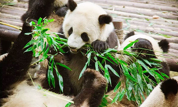 Best Time to Visit Dujiangyan Panda Valley