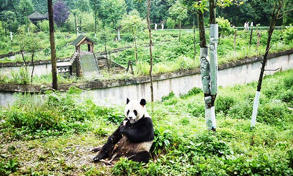 Bifengxia Panda Base is situated in a beautiful gorge in Ya’an City.