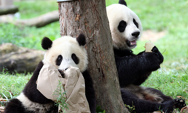 The giant panda in Bifengxia Panda Base