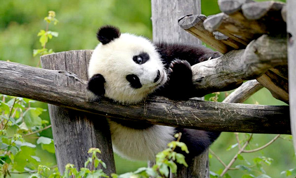 Panda in Bifengxia Giant Panda Base
