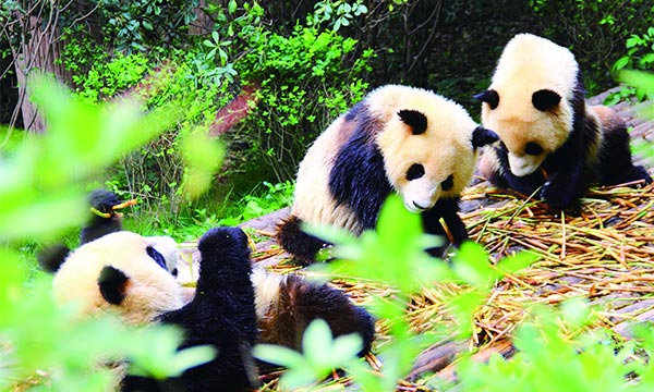  Bifengxia has a vast area for pandas habitation. 
