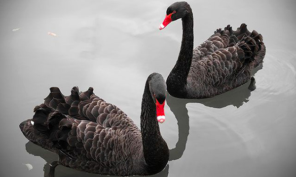 Black Swans