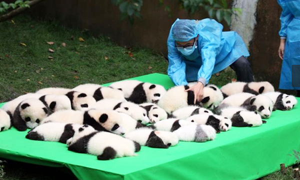 Caring the Little Pandas