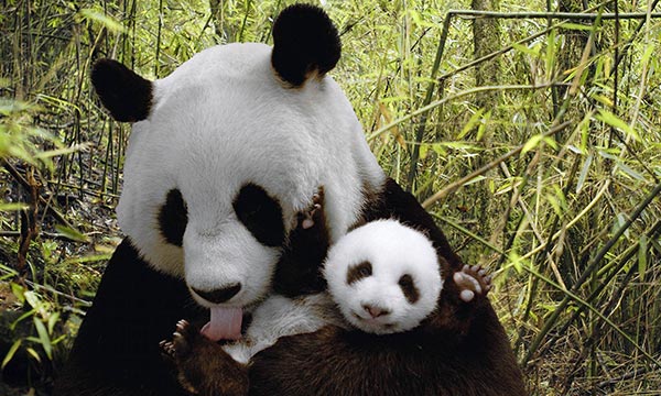 Charming pandas in Chengdu