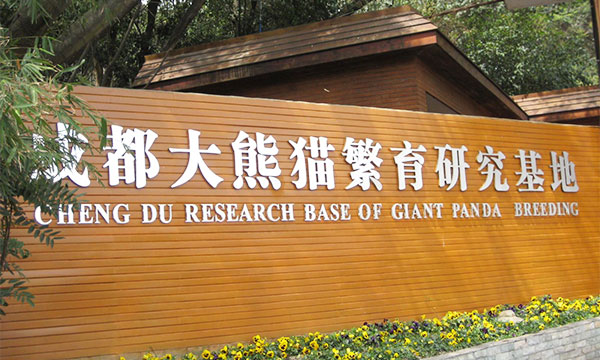 Chengdu in Sichuan province is the panda capital of world