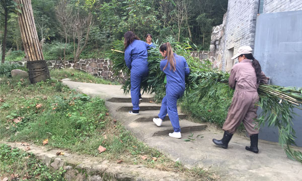 Cleaning the leftovers of bamboo