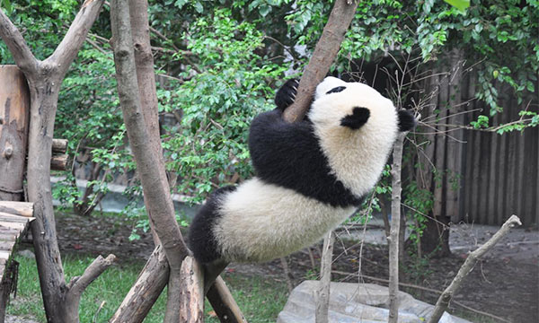 Panda is climbing trees