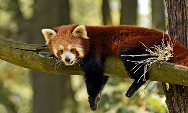 Red pandas are good at climbing