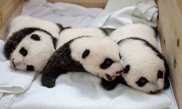 Lovely baby pandas