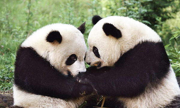 Giant pandas are known for their distinctive black and white patches