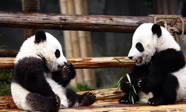 Dujiangyan Panda Base