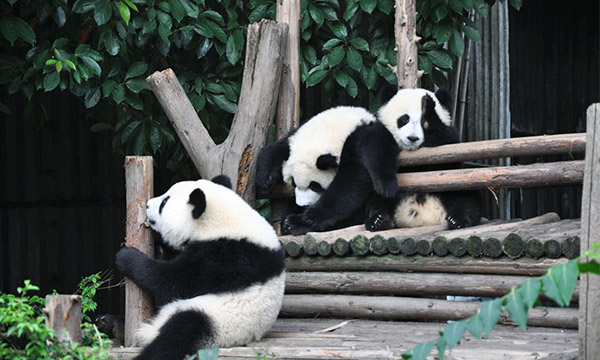 Dujiangyan Panda Valley
