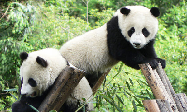 The pandas are having fun in Dujiangyan Panda Valley
