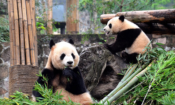 Pandas in Dujiangyan Panda Base