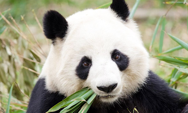 
Bamboos are the staple food for giant pandas