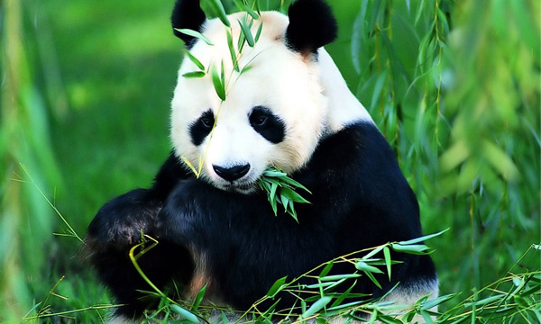 Bamboo is panda’s favorite food