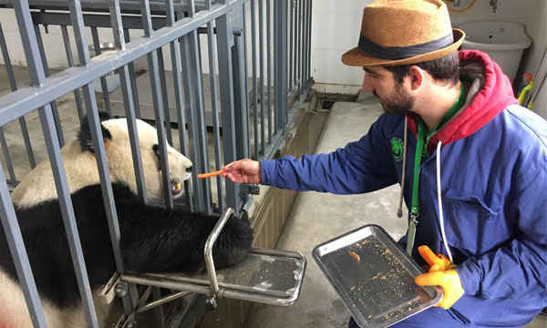 The tourists can feed pandas by themselves