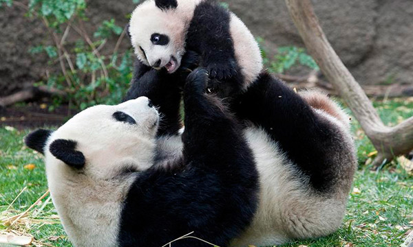 Funny and cute pandas in Chengdu