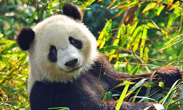 The Cute Giant Panda