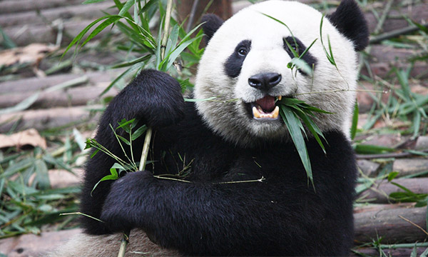 
Giant pandas have been evolving as their own species of their own
