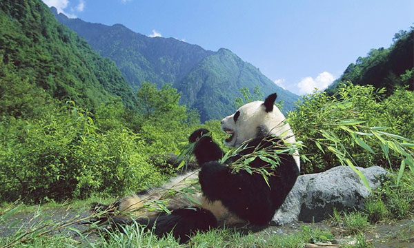 Chinese call them ‘panda daxiongmao’ which means large bear cat