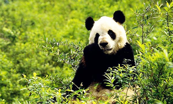 Pandas are extremely clever and intelligent