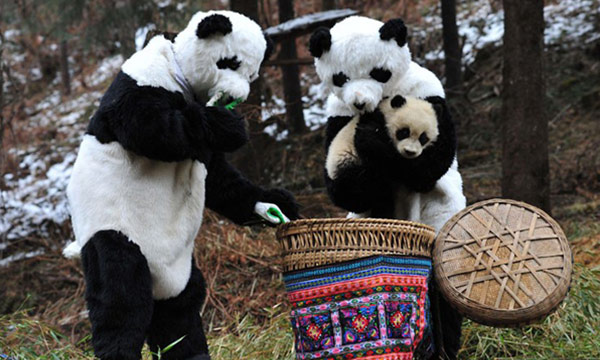 The staff work for the little panda in cold winter