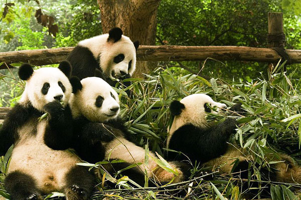 The giant pandas in Luoguantai Wildlife Rescue Centre in Shanxi province