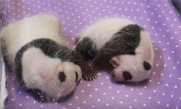 You might get to see a lot of new born during the months of August or September