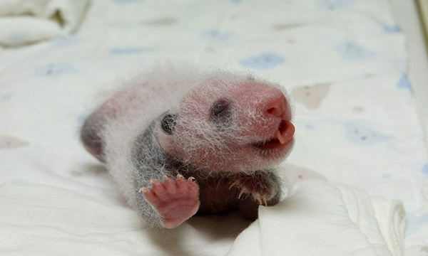 The newborn panda is tiny, blind, and pink, with few hairs