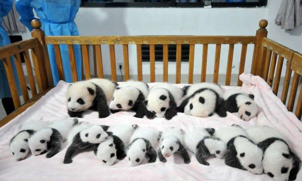 The staff put baby pandas on the clean sheet one after another