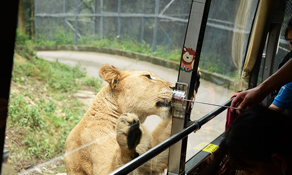 You can see the animals via a safari or by walk.