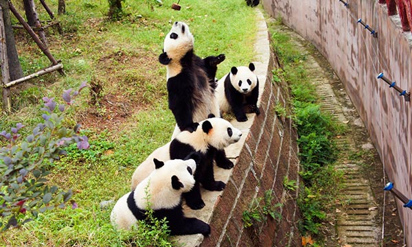 The giant pandas in Chengdu Giant Panda Breeding and Research Base