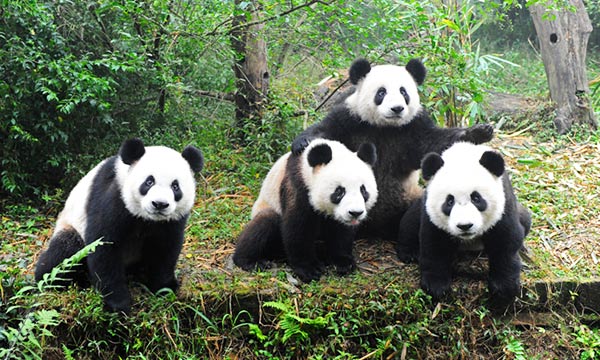 Chengdu Panda Breeding and Research Center is totally built by imitating pandas' natural habitat