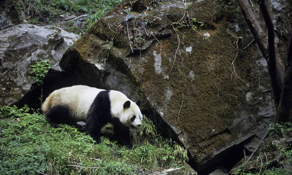 The giant panda in natural habitat