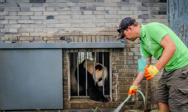 volunteer cleaning panda enclosures