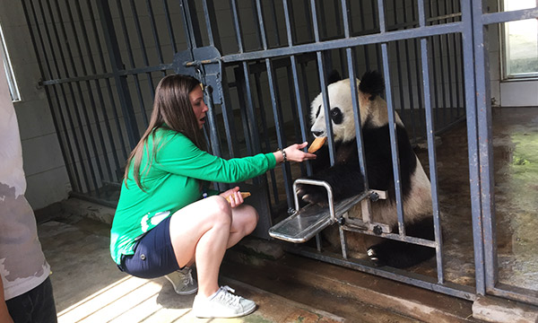 The volunteer is feeding the giant panda