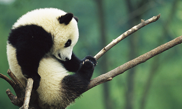 The number of pandas became alarmingly few