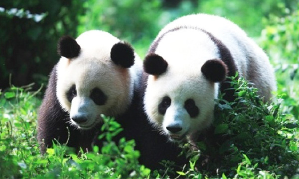 The male and female pandas couple and spend time with each other