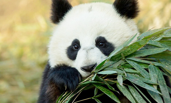 Panda’s fur looks soft and silky