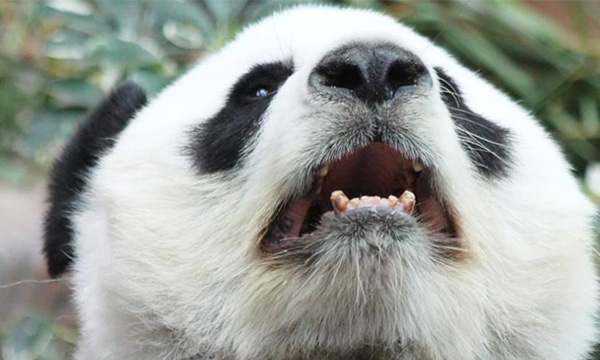 Pandas has a very strong jaw