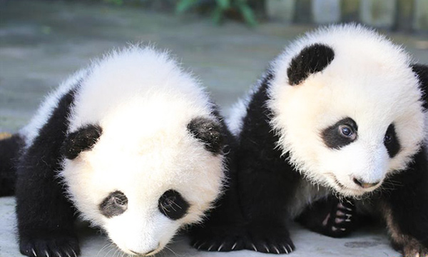 Pandas that are bred in captivity are usually born as pairs