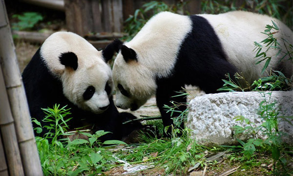 The giant panda in Qinling Mountain